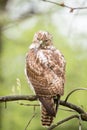 Red-tailed Hawk (Buteo jamaicensis) perched on a tree branch Royalty Free Stock Photo