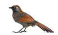 Red-tailed Laughingthrush - Garrulax milnei, isolated