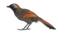 Red-tailed Laughingthrush - Garrulax milnei