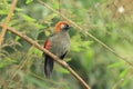 Red-tailed laughingthrush Royalty Free Stock Photo