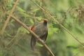 Red-tailed laughingthrush