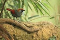 Red-tailed laughingthrush