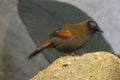 Red-tailed Laughingthrush, Trochalopteron milnei, on ground