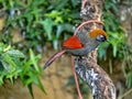 Red-tailed Laughingthrush, Trochalopteron milnei, lives in the Himalayas Royalty Free Stock Photo