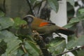 Red-tailed Laughingthrush, Trochalopteron milnei, perched