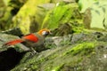 The red-tailed Laughingthrush Trochapteron milnei sitting on the green stones