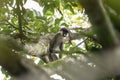 Red tailed monkey, black cheeked white nosed monkey, red tailed guenon, redtail monkey,  Schmidt`s guenon, cercopithecus ascanius Royalty Free Stock Photo