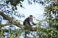 Red tailed monkey, cercopithecus ascanius, black cheeked white nosed monkey, red tailed guenon, redtail monkey, Schmidt`s guenon