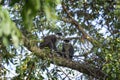 Red tailed monkey, cercopithecus ascanius, black cheeked white nosed monkey, red tailed guenon, redtail monkey, Schmidt`s guenon