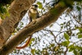 Red-tailed Monkey  Cercopithecus ascanius, Kibale Forest National Park, Uganda. Royalty Free Stock Photo