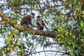 Red-tailed Monkey - Cercopithecus ascanius Royalty Free Stock Photo