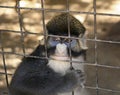 A Red-tailed Monkey Gazes Out from its Cage Royalty Free Stock Photo