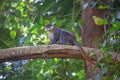 Red-tailed monkey Guenon Schmidt in the botanical garden of the city of Entebbe on the shores of Lake Victoria. Uganda Royalty Free Stock Photo