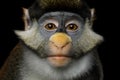 Red-tailed Monkey Royalty Free Stock Photo