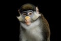 Red-tailed Monkey Royalty Free Stock Photo