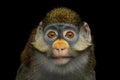 Red-tailed Monkey Royalty Free Stock Photo