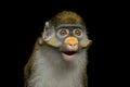 Red-tailed Monkey Royalty Free Stock Photo