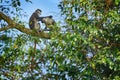 Red-tailed monkey Schmidt`s guenon, Cercopithecus ascanius, sitting on tree in nature forest habitat, Kibale Forest NP, Uganda in