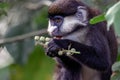 Red Tailed Monkey - Uganda Royalty Free Stock Photo