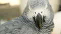 Red-tailed monogamous African Congo Grey Parrot. Companion Jaco is popular avian pet native to equatorial region.