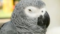 Red-tailed monogamous African Congo Grey Parrot. Companion Jaco is popular avian pet native to equatorial region.