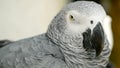 Red-tailed monogamous African Congo Grey Parrot. Companion Jaco is popular avian pet native to equatorial region.