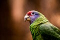 Red-tailed parrot in the nature