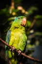 Red-tailed parrot in the nature