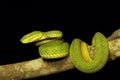 Red tailed pit viper, Trimeresurus erythrurus, Viperidae, Gumti, Tripura , India