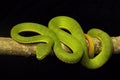 Red tailed pit viper, Trimeresurus erythrurus, Viperidae, Gumti, Tripura , India