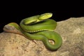 Red tailed pit viper, Trimeresurus erythrurus, Viperidae, Near Gurjee, Tripura , India