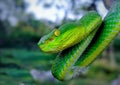 Red tailed pit viper & x28;venomous& x29; | Green tailed pit viper & x28;venomous& x29;