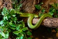 Red tailed racer, Gonyosoma oxycephalum