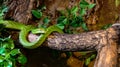 Red tailed racer, Gonyosoma oxycephalum