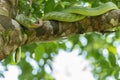 Red-tailed racer (Gonyosoma oxycephalum)snake, Bako National Park, Sarawak, Borneo