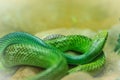 Red-tailed Racer snake (Gonyosoma oxycephalum). It is an arboreal snake having a green body and a red-orange tail, also known as