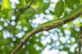 Red-tailed racer (Gonyosoma oxycephalum)snake, Bako National Park, Sarawak, Borneo