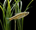 Red-tailed Rasbora, Juvenile, rasbora borapetensis