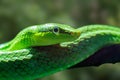 Red tailed ratsnake ound throughout the forest of Southeaast Asia