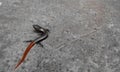 Red tailed skink Royalty Free Stock Photo