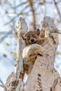 Red-tailed sportive lemur, Lepilemur ruficaudatus, Madagascar wildlife animal Royalty Free Stock Photo