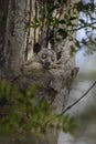 Red-tailed Sportive Lemur - Lepilemur ruficaudatus Royalty Free Stock Photo