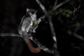 Red-tailed Sportive Lemur - Lepilemur ruficaudatus Royalty Free Stock Photo