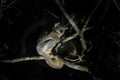 Red tailed sportive lemur, lepilemur ruficaudatus, red tailed weasel lemur Royalty Free Stock Photo