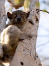 The Red-tailed sportive lemur, Lepilemur ruficaudatus, sits on a trunk and observes the surroundings. Kirindy Private Reserve. Royalty Free Stock Photo