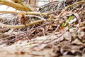 Red-tailed squirrel / Costa Rica / Cahuita Royalty Free Stock Photo