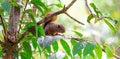 Red Tailed Squirrel, Mindo, Ecuador Royalty Free Stock Photo