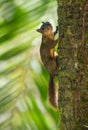 Red-tailed squirrel Royalty Free Stock Photo