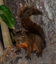 Red Tailed Squirrel Royalty Free Stock Photo