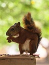 Red-tailed squirrel rodent eating in Parque Centenario park in Cartagena de Indias Bolivar Colombia Latin South America